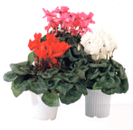 松野フラワー鉢物・観葉植物　～鉢物５～