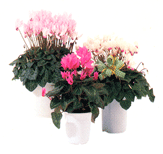 松野フラワー鉢物・観葉植物　～鉢物４～