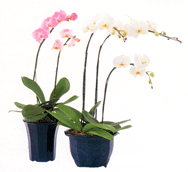 松野フラワー鉢物・観葉植物　～鉢物３～