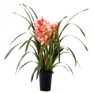 松野フラワー鉢物・観葉植物　～鉢物１～
