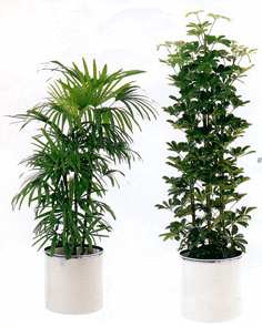 松野フラワー鉢物・観葉植物　～観葉植物１～