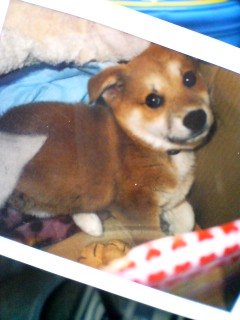 sweety-logo3.jpg(20914 byte)