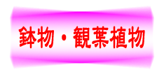 松野フラワー鉢物・観葉植物のタイトル