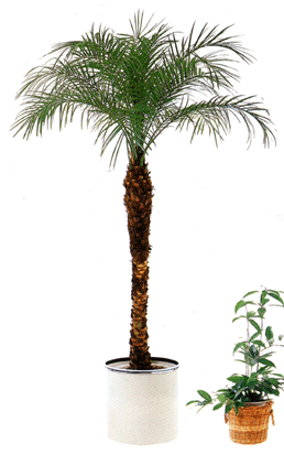 松野フラワー鉢物・観葉植物　～観葉植物５～