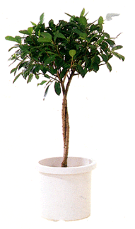 松野フラワー鉢物・観葉植物　～観葉植物３～