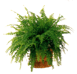 松野フラワー鉢物・観葉植物　～観葉植物４～