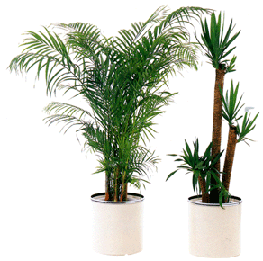 松野フラワー鉢物・観葉植物　～観葉植物６～