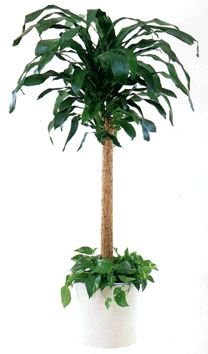 松野フラワー鉢物・観葉植物　～観葉植物２～
